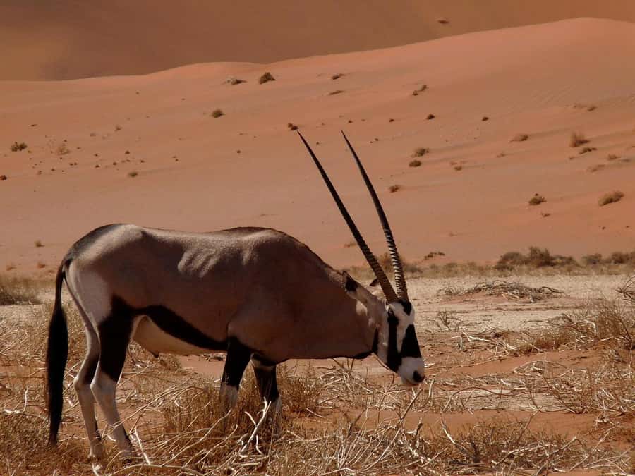 From Windhoek: Budget Sossusvlei Guided 2-Day Tour - Day two: Dune 45 before breakfast