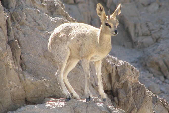 Full-Day Tour in Namib Desert from Swakopmund, Namibia - Key things to know before you book