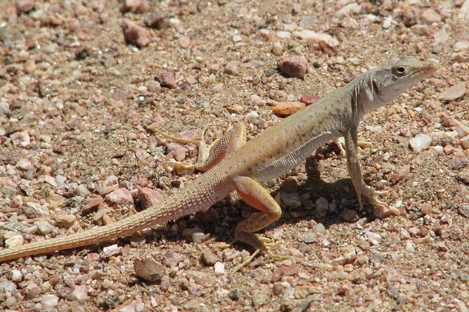 Full-Day Tour in Namib Desert from Swakopmund, Namibia - Welwitschia and the small plants that survive