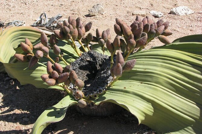 Full-Day Tour in Namib Desert from Swakopmund, Namibia - A picnic lunch in the middle of nowhere