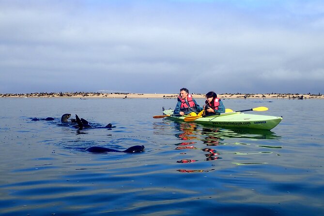Half Day Original Seal Kayak Adventure, Pelican Point, Walvis Bay - Why Pelican Point makes a strong half-day outing