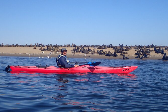 Half Day Original Seal Kayak Adventure, Pelican Point, Walvis Bay - Meeting the seal colonies from the water