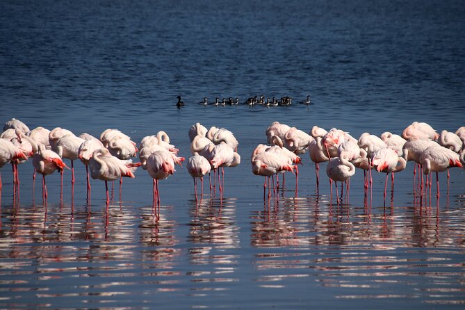 Half Day Original Seal Kayak Adventure, Pelican Point, Walvis Bay - What the $72.12 price includes