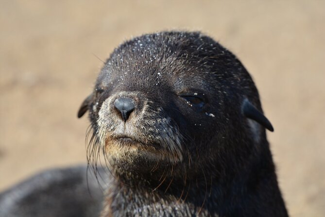 Half Day Original Seal Kayak Adventure, Pelican Point, Walvis Bay - The guides and the tone of the outing
