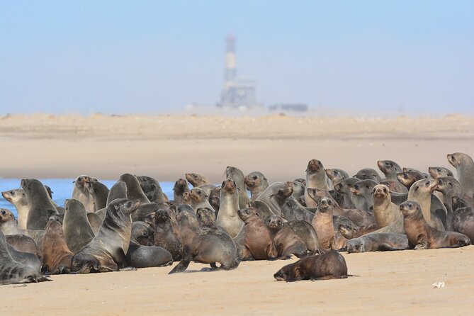 Half Day Original Seal Kayak Adventure, Pelican Point, Walvis Bay - From Walvis Bay to the lighthouse