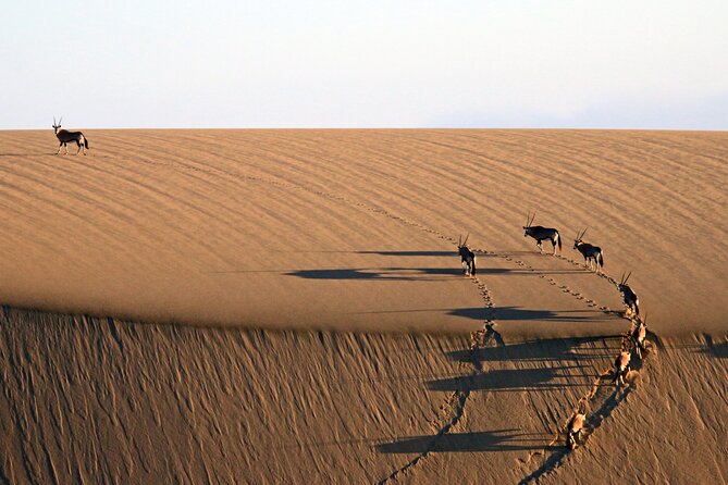 Half-Day Sandwich Harbour Tour from Walvis Bay with Lunch - The beach route to Sandwich Harbour