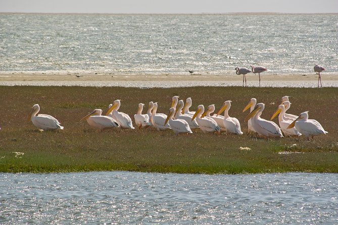 Kayaking and Sandwich Habour Guided Day Tour from Walvis Bay - Meeting at Walvis Bay Angling Club at 7:45 am
