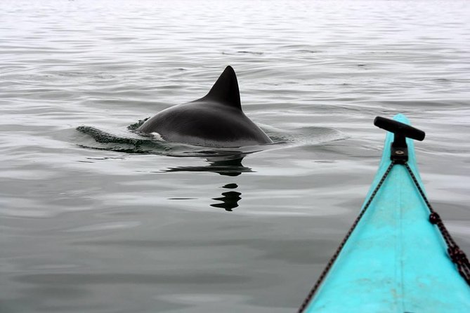 Kayaking and Sandwich Habour Guided Day Tour from Walvis Bay - Kayaking at Pelican Point Peninsula