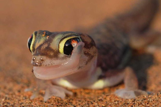 Living Desert Eco Dune Tour - Key things to know before you book