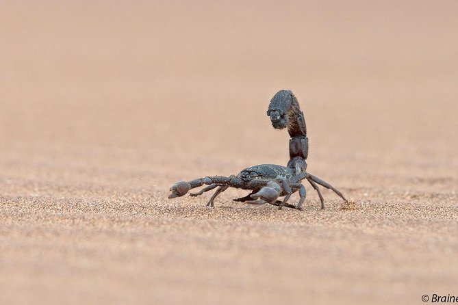 Living Desert Eco Dune Tour - Why Swakopmund is a smart base for the Namib dunes