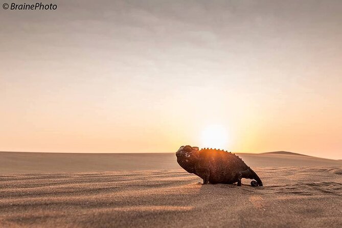 Living Desert Eco Dune Tour - How fog feeds the Namib Desert