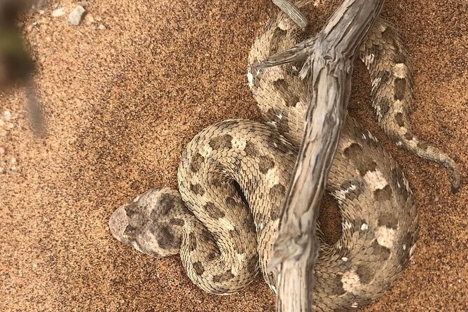 Living Desert Eco Dune Tour - What the $60.39 price includes