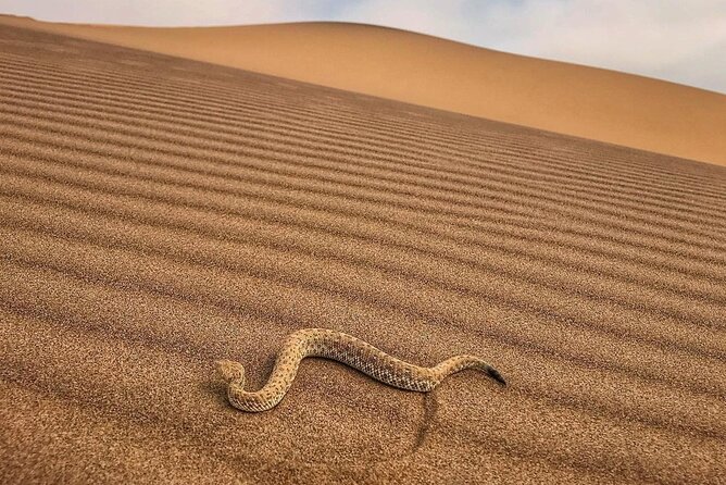 Living Desert Eco Dune Tour - Timing, weather, and practical comfort