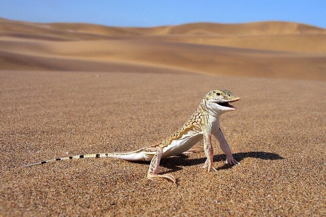 LIVING DESERT TOUR (Little 5 tour) - Passing Dune 7 on the way to Walvis Bay