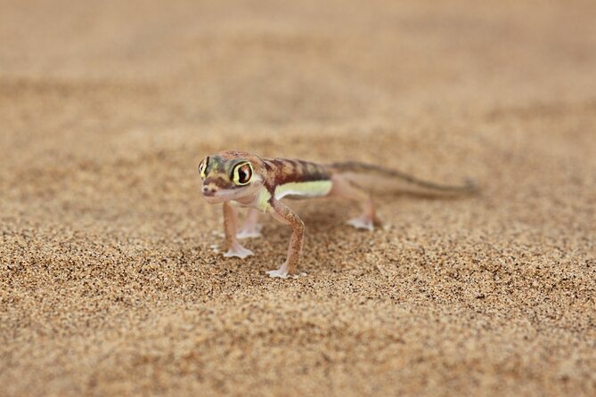 LIVING DESERT TOUR (Little 5 tour) - What the guide adds to the experience