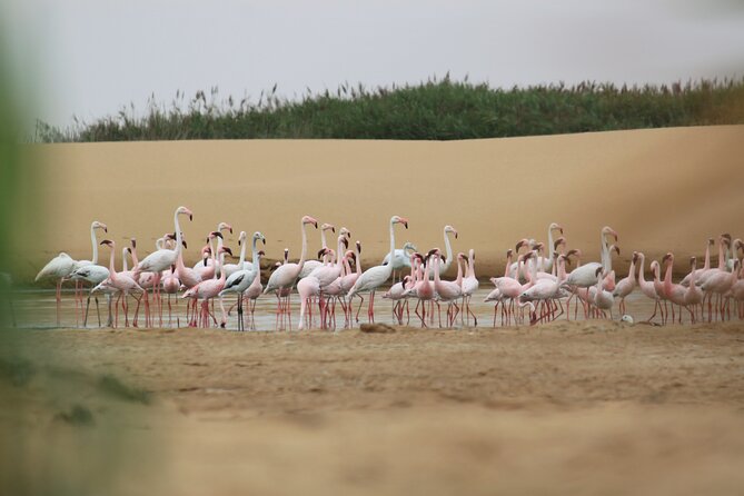 LIVING DESERT TOUR (Little 5 tour) - Starting where the desert meets the sea