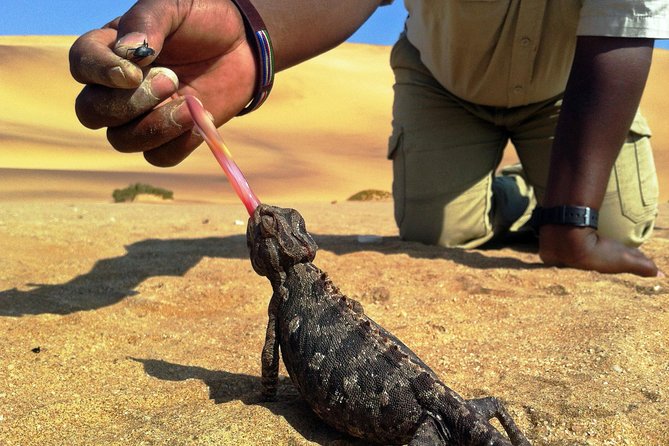 Living Dunes Experience from Swakopmund - Key things to know before you book