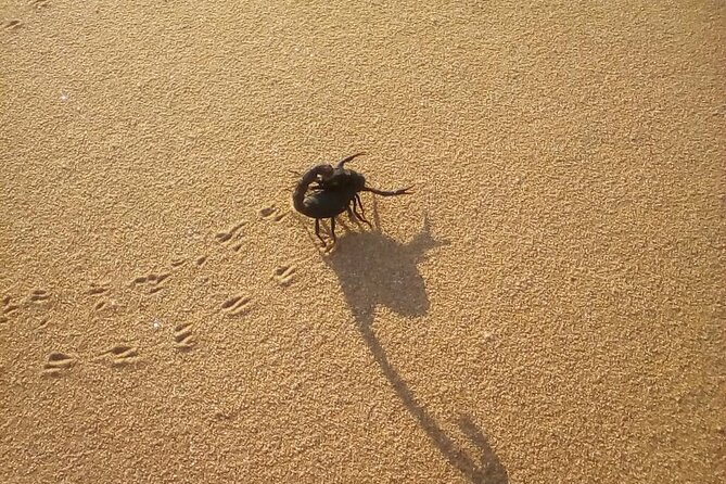 Living Dunes Experience from Swakopmund - Why the guide makes the difference