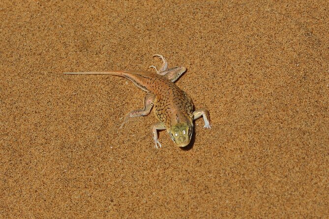 Living Dunes Experience from Swakopmund - The value of $51.29 per person