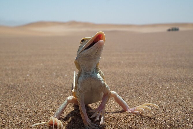 Living Dunes Experience from Swakopmund - Weather, timing, and the practical details