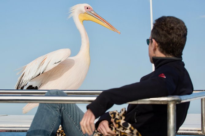 Marine Dolphin Seal Cruise - Key points to know before you sail