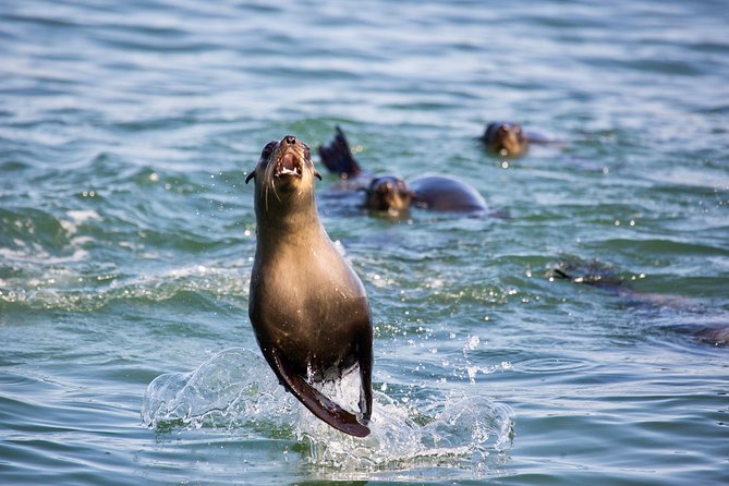 Marine Dolphin Seal Cruise - What the boat ride feels like in real conditions