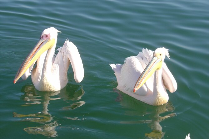 Marine Dune Day: Catamaran Cruise and Sandwich Harbor Dune Drive - Key points to know before you book