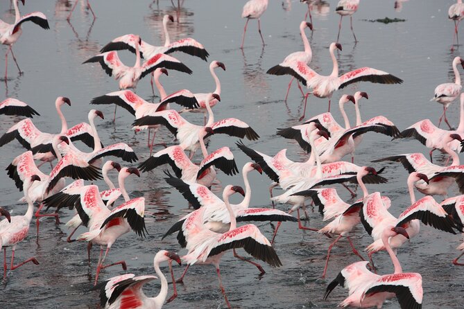 Marine Dune Day: Catamaran Cruise and Sandwich Harbor Dune Drive - From pink flamingos to the salt lakes