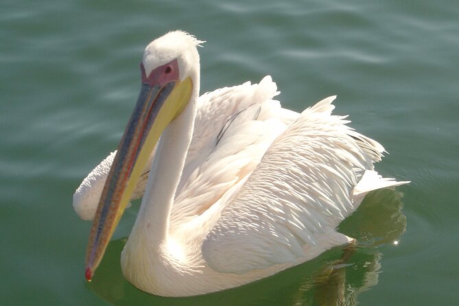 Marine Dune Day: Catamaran Cruise and Sandwich Harbor Dune Drive - 8:30 a.m. at Walvis Bay Waterfront