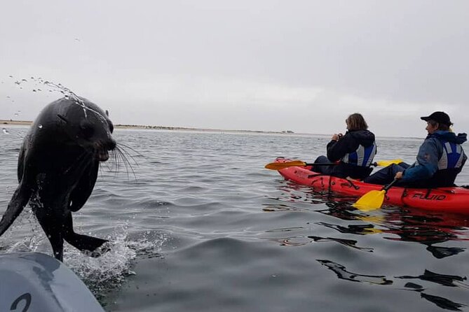 Mola Mola Kayaking Experience with a Licensed Guide - Why the seals make this Walvis Bay outing special