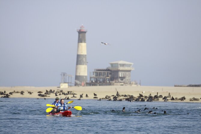 Mola Mola Kayaking Experience with a Licensed Guide - Ninety minutes on the ocean beside the seals