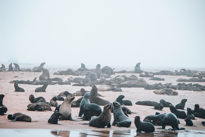 Mola Mola Marine Dolphin Cruise & Beach Braai on Pelican Point - Pelican Point And The Beach Braai