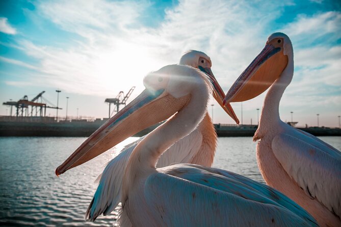 Mola Mola Marine Dolphin Cruise & Beach Braai on Pelican Point - A Good Fit For Families And Mixed-Age Groups