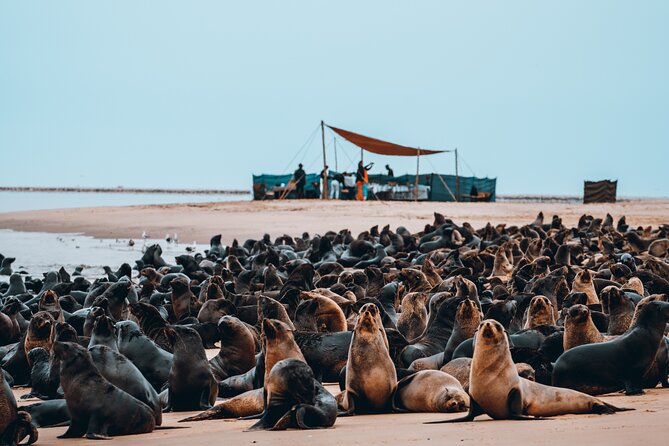 Mola Mola Marine Dolphin Cruise & Beach Braai on Pelican Point - Timing, Transfers, And What To Plan