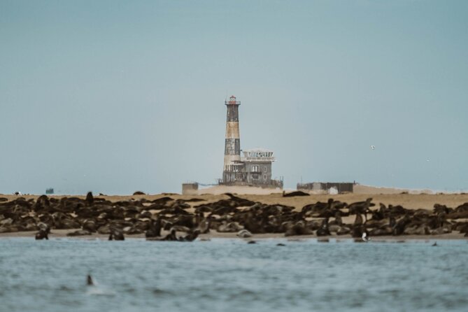 Mola Mola Marine Dolphin Cruise & Beach Braai on Pelican Point - The Cruise In Context Of A Namibia Trip