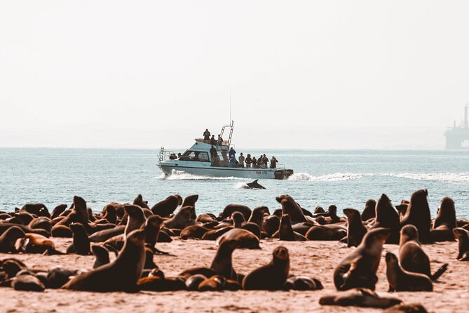 Mola Mola Marine Dolphin Cruise & Beach Braai on Pelican Point - Watching The Atlantic For Seals And Dolphins