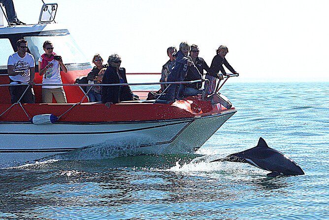 Mola Mola Marine Dolphin Cruise from the Walvis Bay Waterfront to Pelican Point - Pelicans, gulls, and the close-up factor