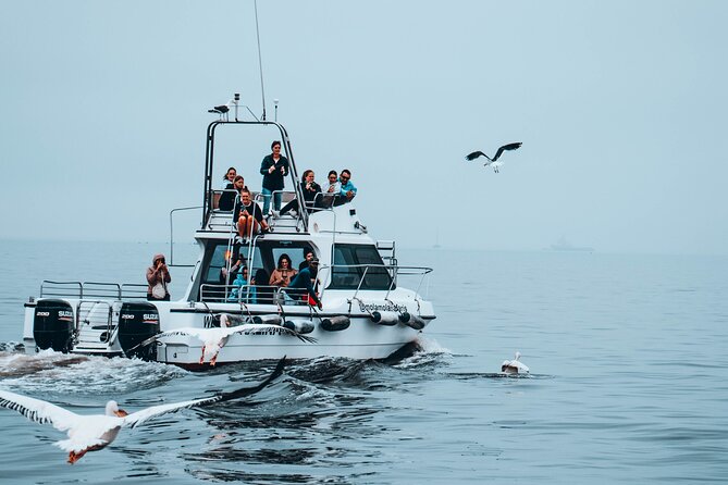 Mola Mola Marine Dolphin Cruise from the Walvis Bay Waterfront to Pelican Point - Catamaran comfort and group size