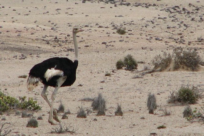 NAMIB DESERT TOURS, Full-Day and Half-Day Tours from Swakopmund, Namibia - Why this Swakopmund desert tour is worth considering