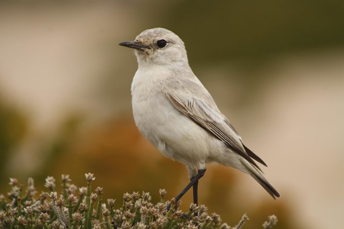 NAMIB DESERT TOURS, Full-Day and Half-Day Tours from Swakopmund, Namibia - Wildlife sightings depend on luck