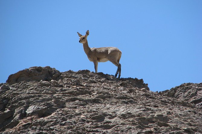 NAMIB DESERT TOURS, Full-Day and Half-Day Tours from Swakopmund, Namibia - Lunch and the dry Swakop Valley