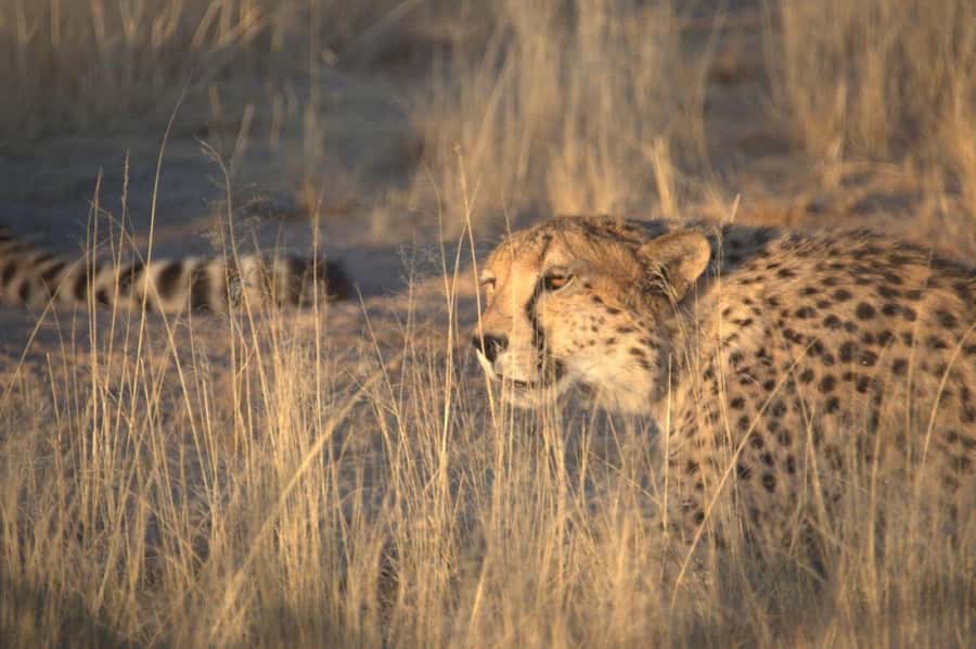Namib Naukluft Park Trip - Key Points To Know Before You Go