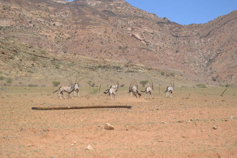 Namib Naukluft Park Trip - Solitaire, Apple Pie, and a Desert Pause