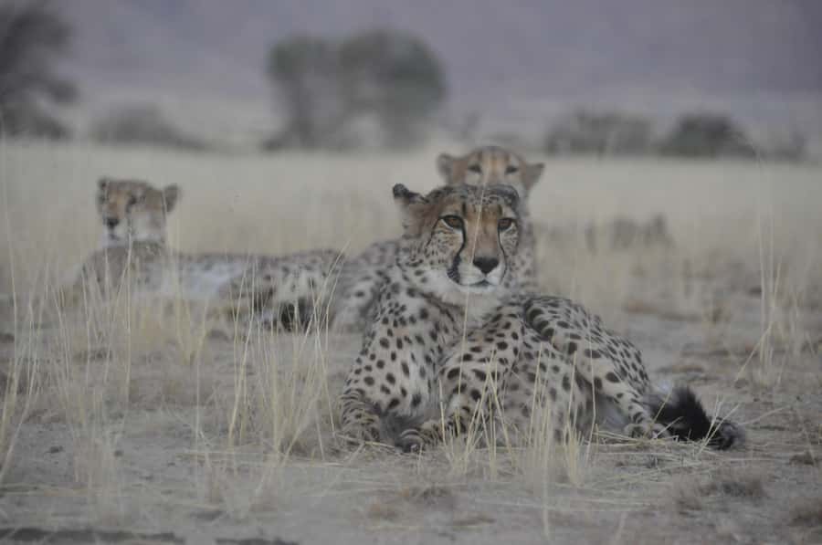 Namib Naukluft Park Trip - Early Pickup From Swakopmund or Walvis Bay