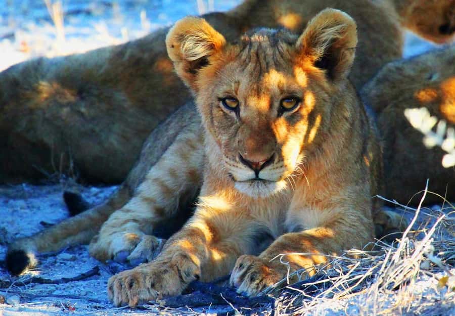 Namibia: 10-Days - Why this 10-day route works