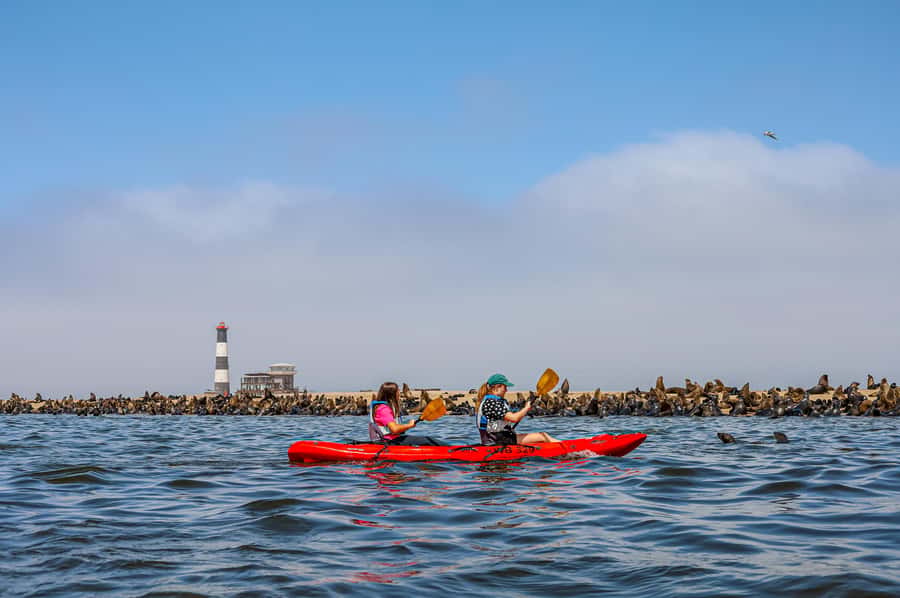 Pelican Point: Kayak with Seals Experience - Key Points About the Pelican Point Morning