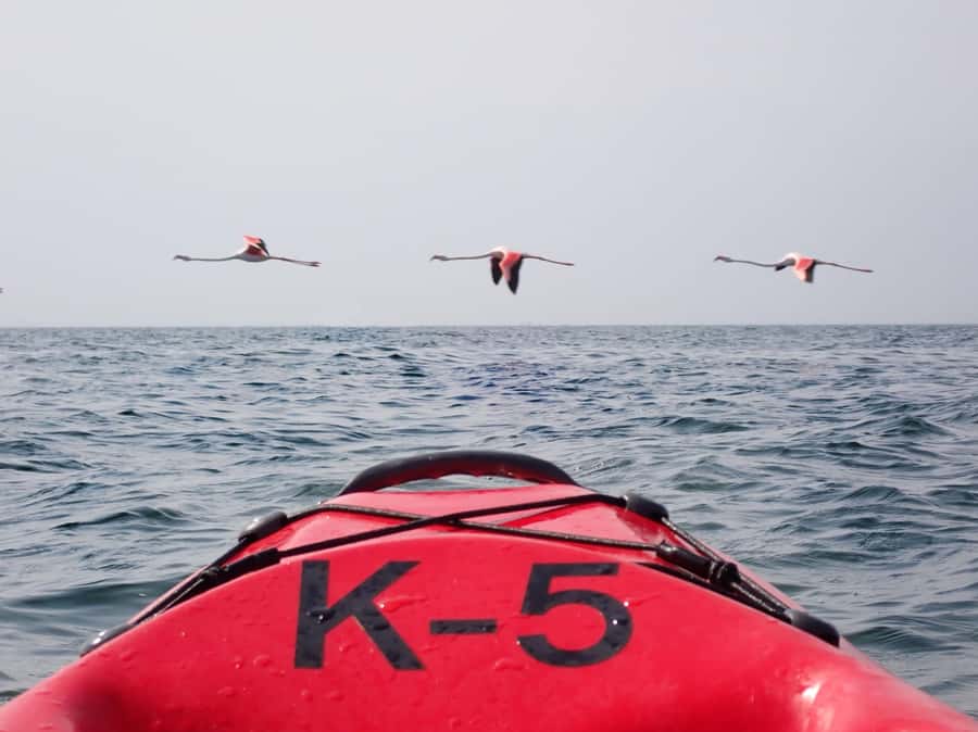 Pelican Point: Kayak with Seals Experience - Why Pelican Point Is Such a Good Place to Kayak