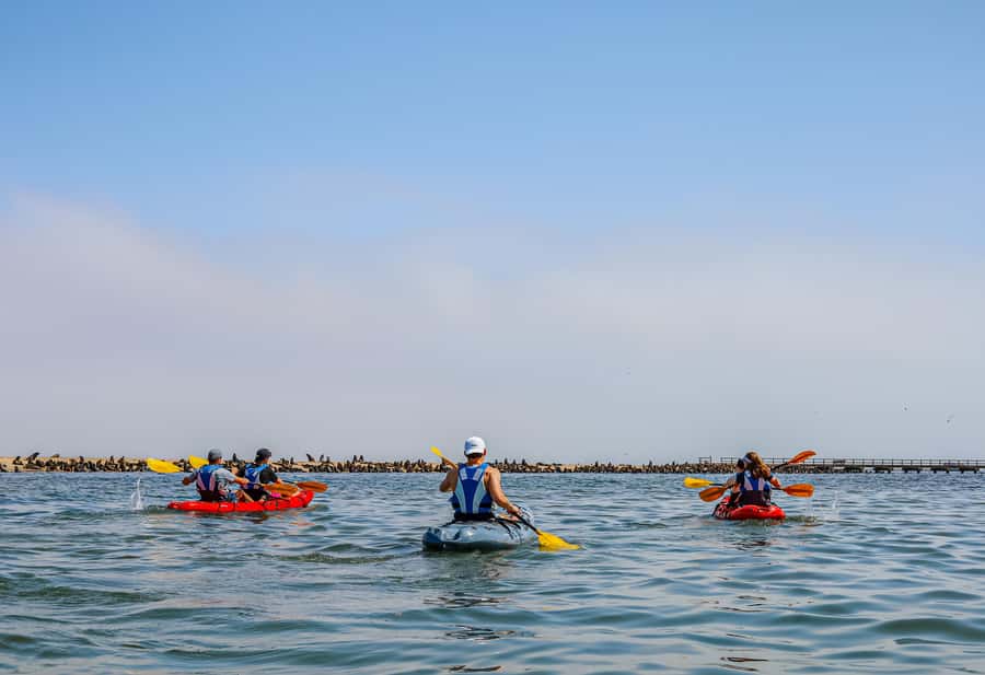 Pelican Point: Kayak with Seals Experience - Bird Life, Jackals, Whales, and Dolphins