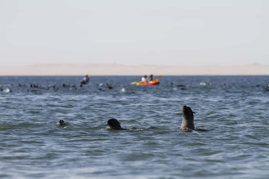 Pelican Point: Kayak with Seals Experience - Hot Drinks and Breakfast at the Beach Camp