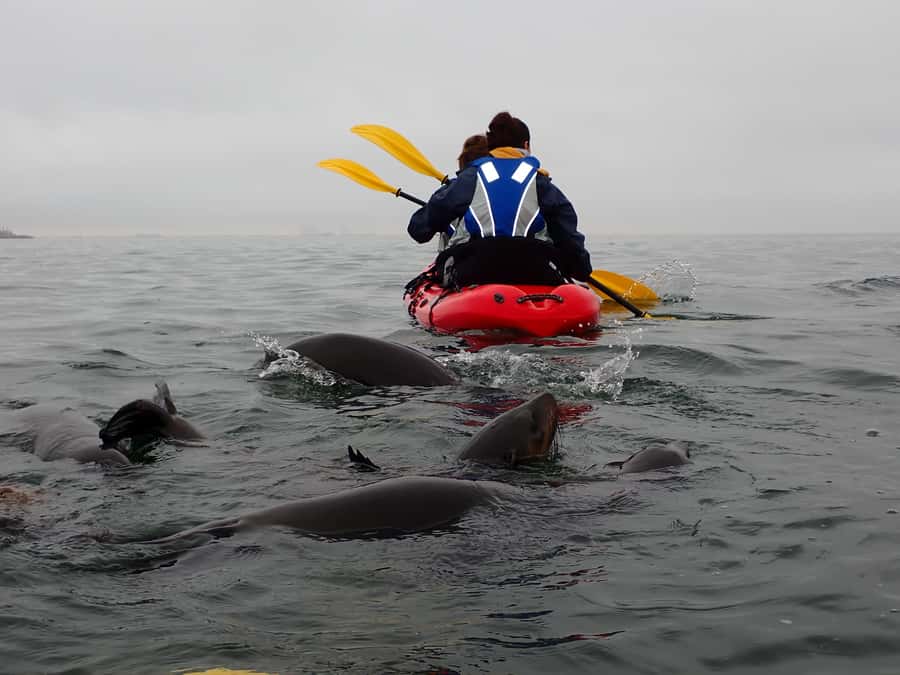Pelican Point: Kayak with Seals Experience - The 4x4 Route Back Through Donkey Bay